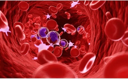 lymphocytes